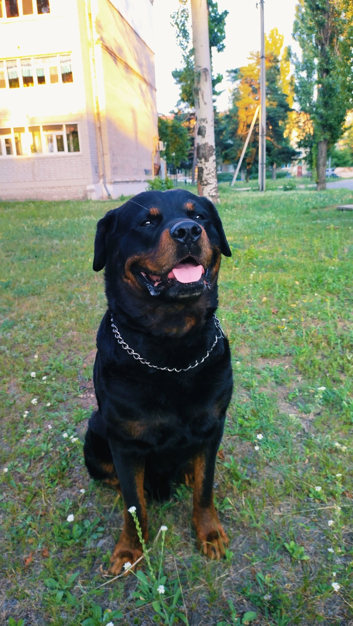 Rottweiler afternoon in Horishni Plavni, with flowers and berries