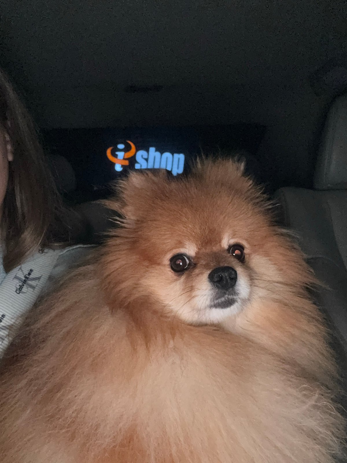 Tan Pomeranian poses for camera in Plovdiv, Bulgaria