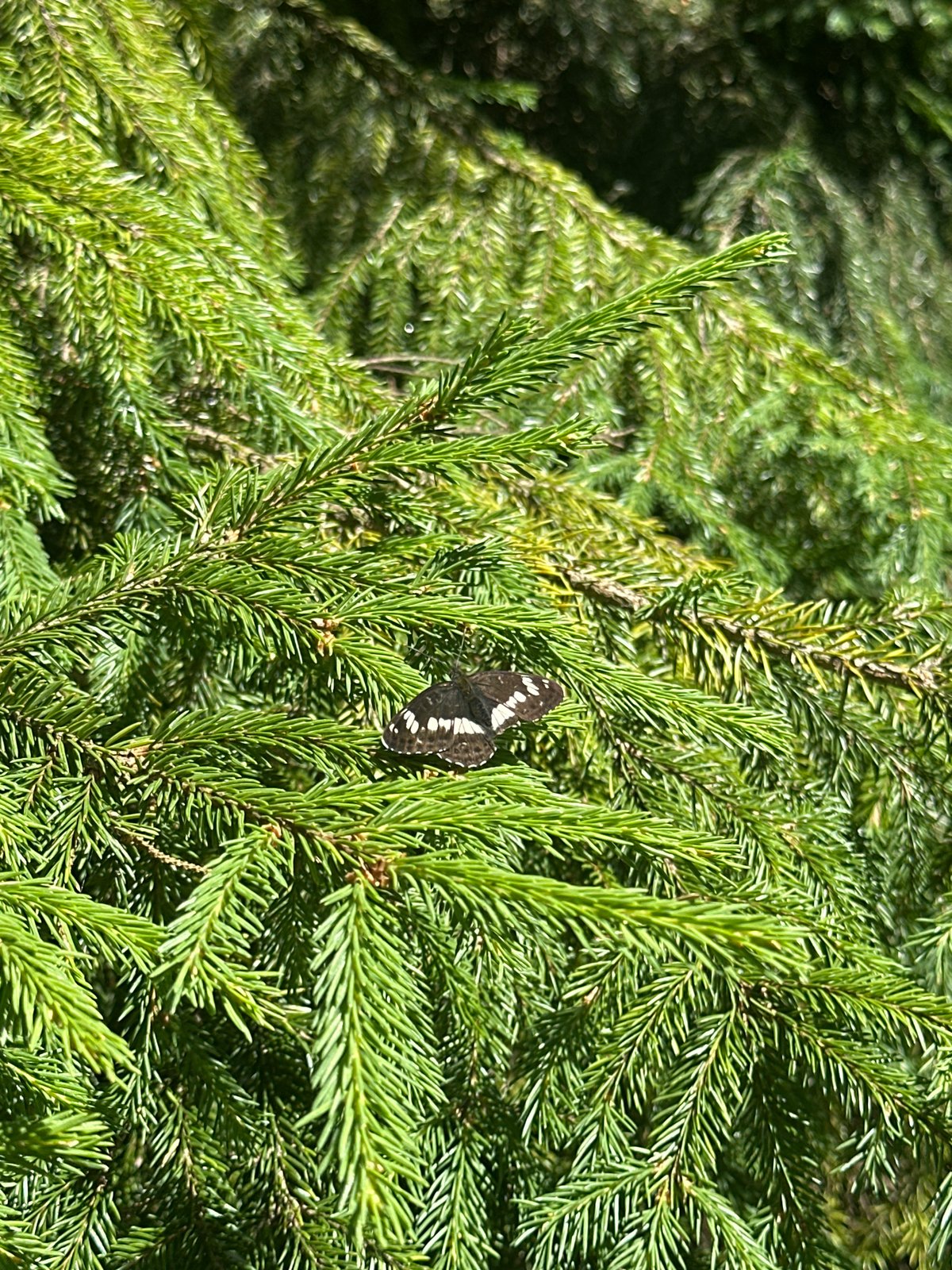 Black and white butterfly on evergreen, backyard scene nearby