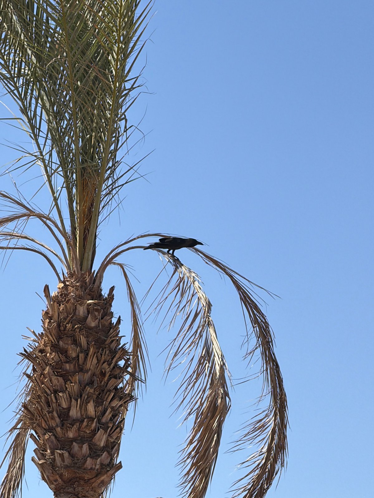Midday stroll through a Sharm El Sheikh resort area