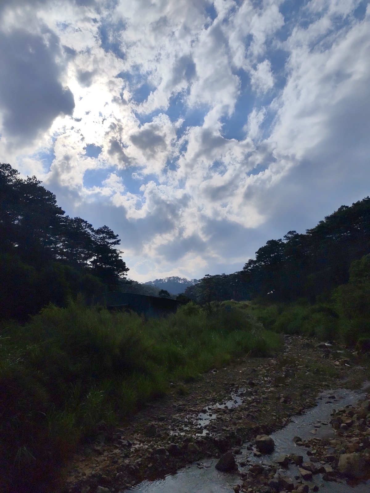 Morning forest walk documented in Đa Thọ pine landscape