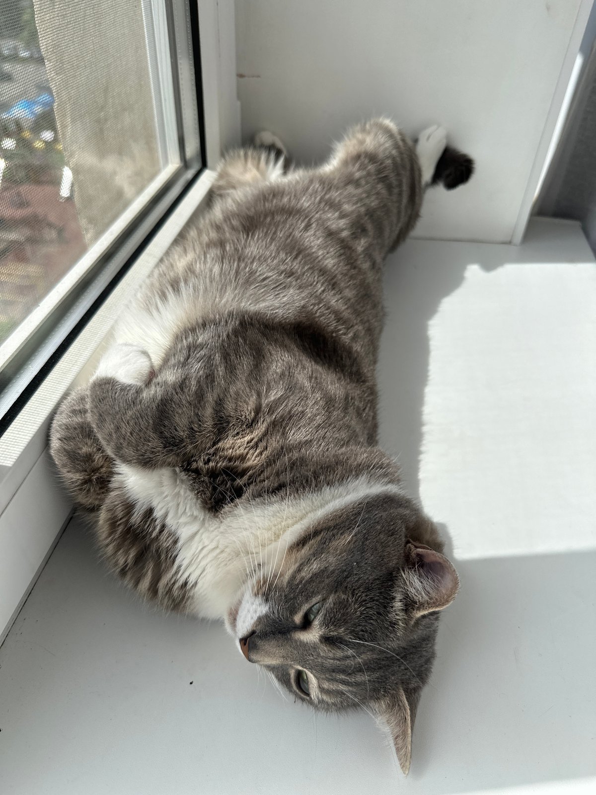 Tabby cat spotted resting on urban window sill