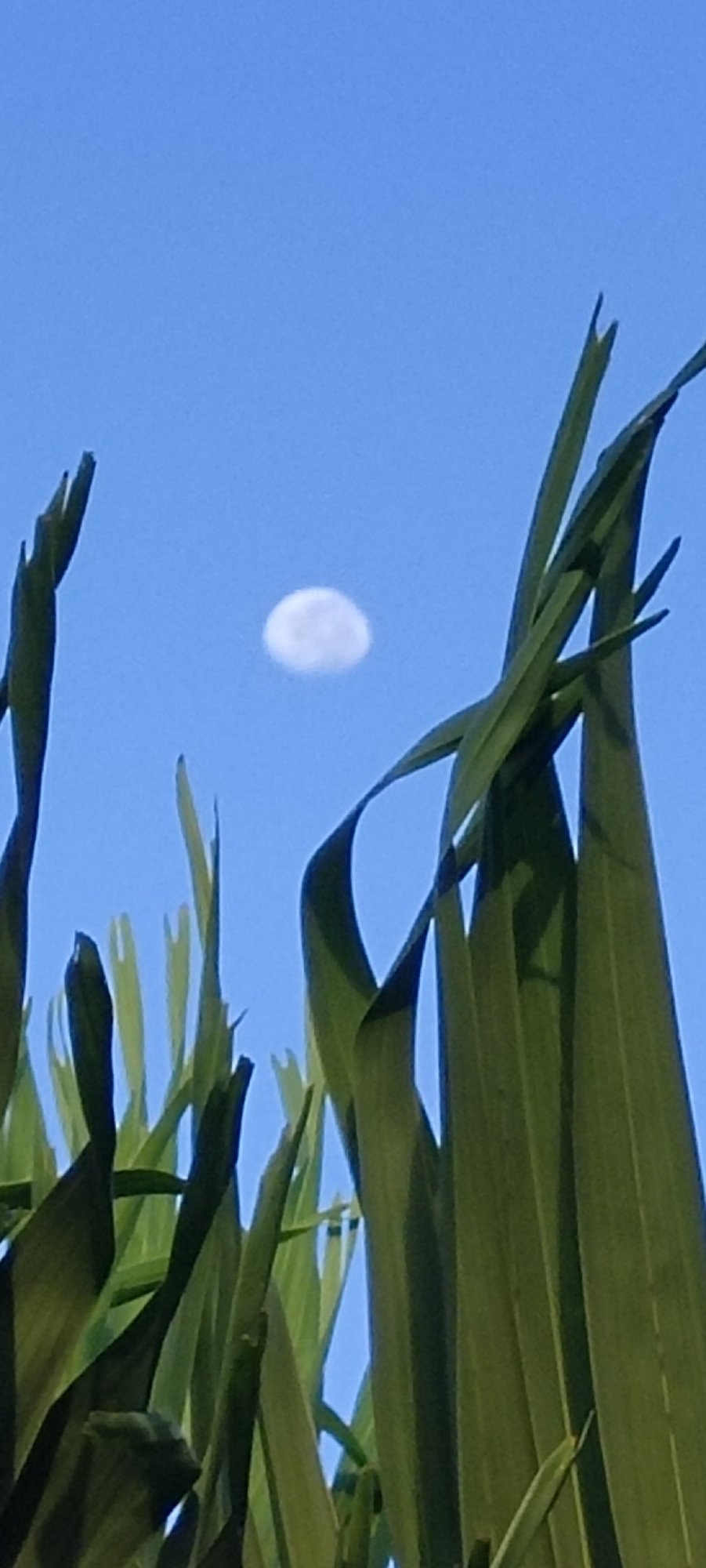 Daytime moon and setting sun through tropical foliage, Lhokseumawe