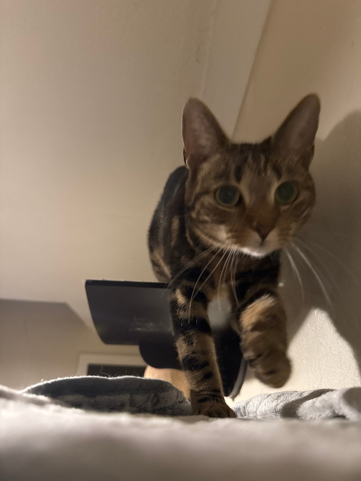 Tabby cat photo session captured in Desborough home