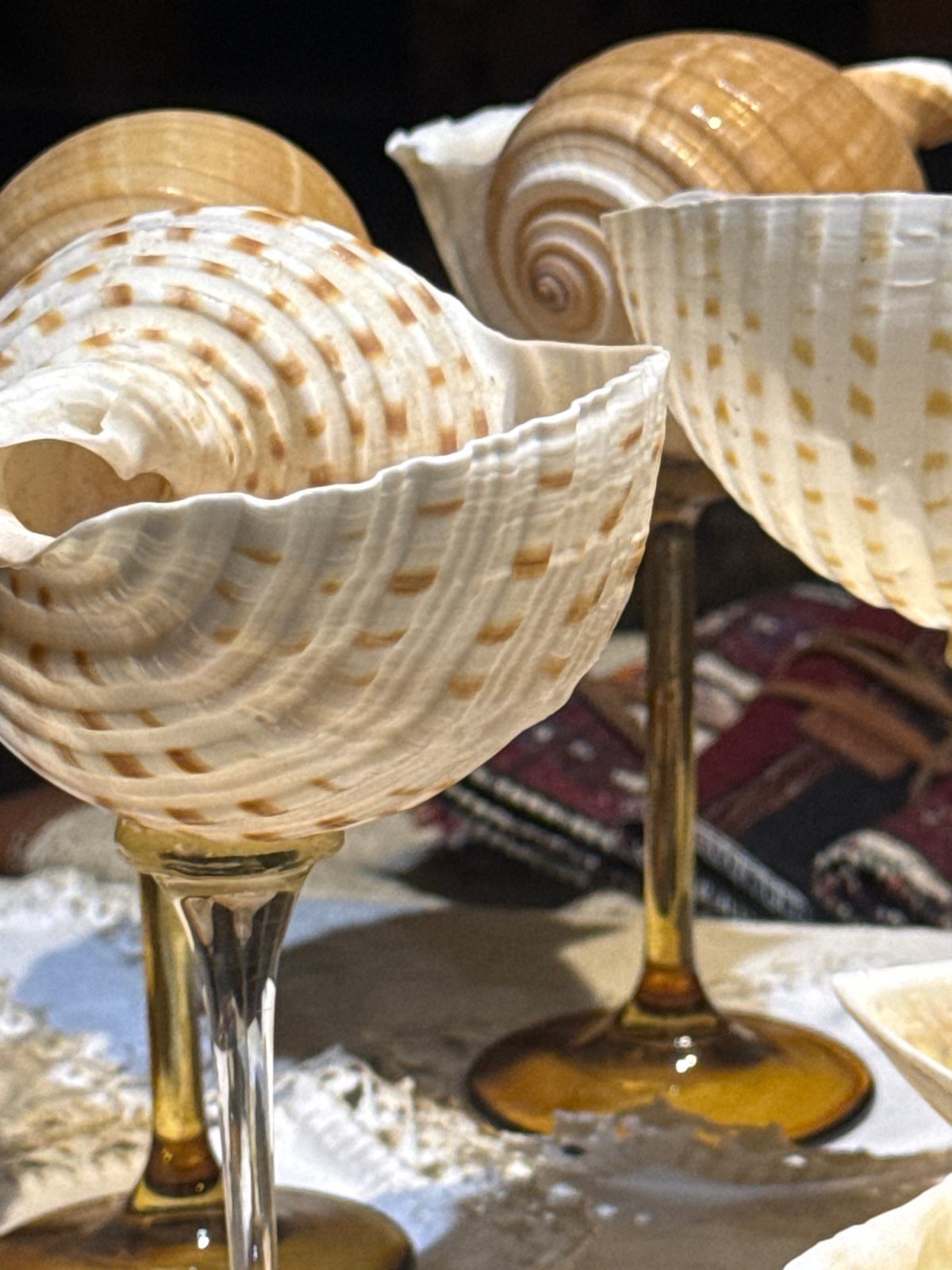 Cats, shells, and slow evenings in Fethiye