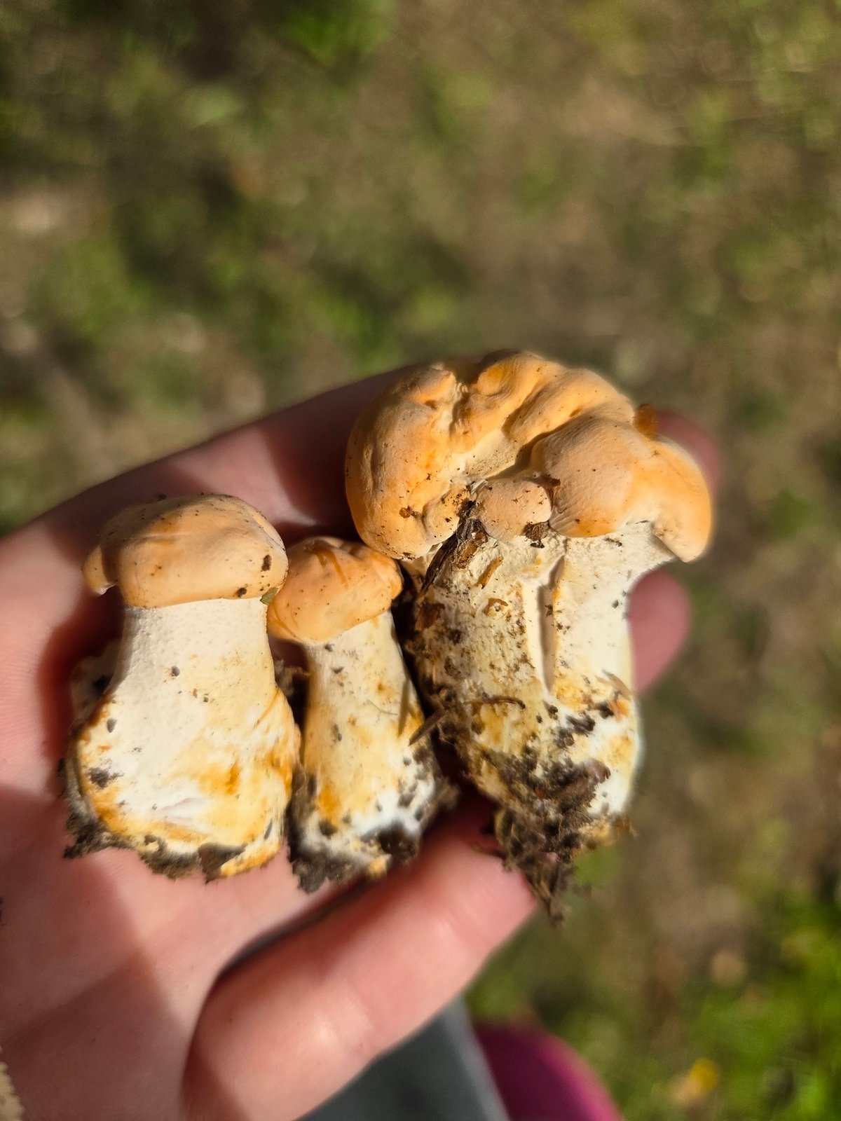 Mushroom foraging and woodland pond near Frolovo, Russia