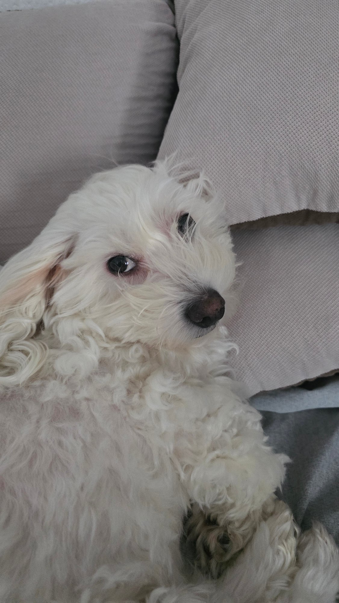Crystal crafting and relaxing dog captured in Blagoevgrad morning