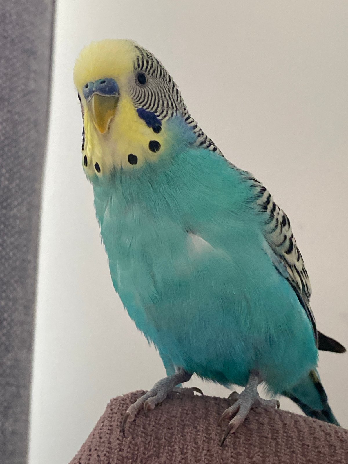 Pet budgerigar interacts with owner during morning handling session