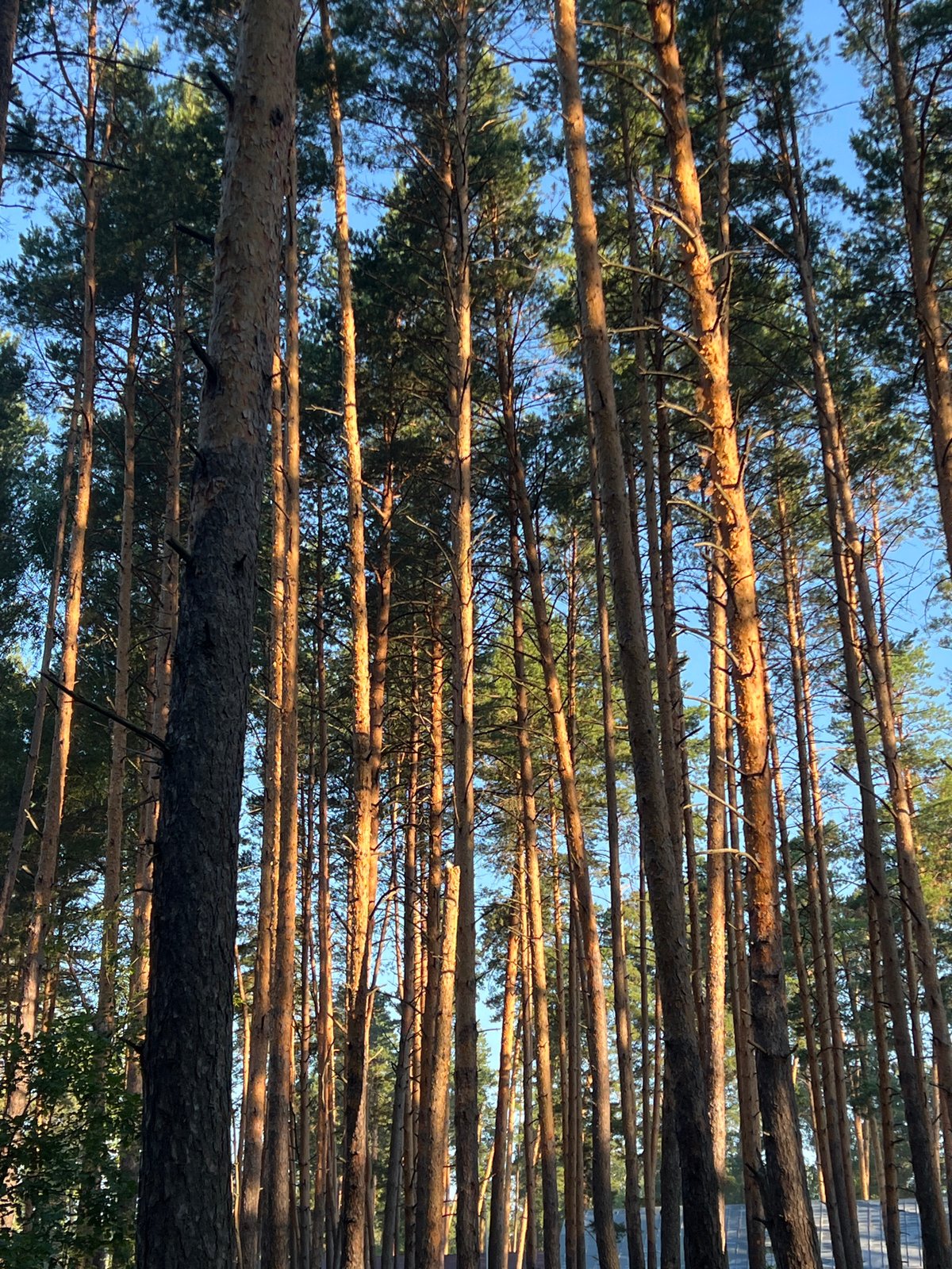 Camping in the pines outside Penza on a clear summer day