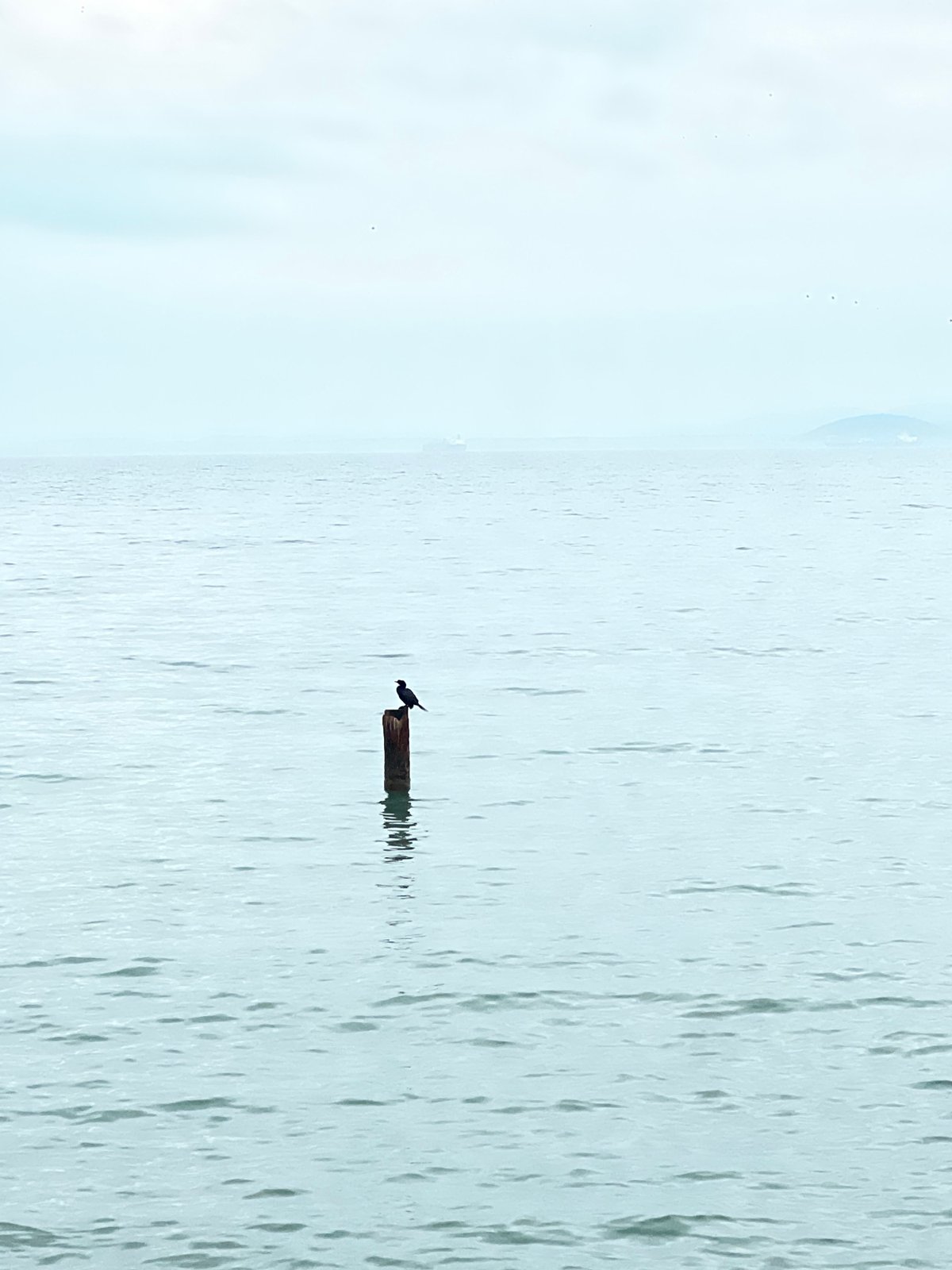 Bird perches on driftwood in Burgas waters