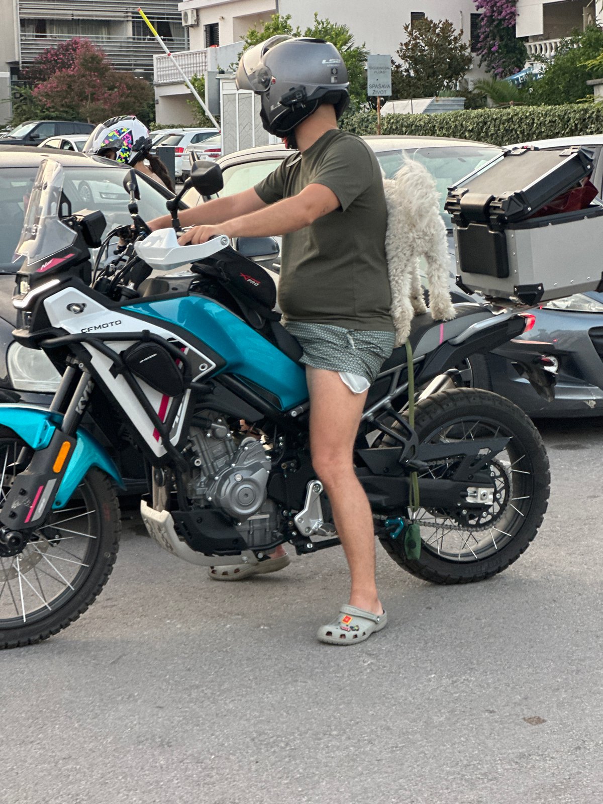 Dog rides shotgun on a motorcycle through Budva