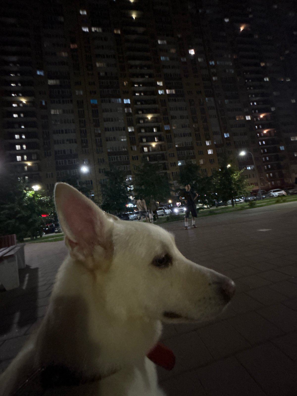 White dog in Samara poses for close-up portraits