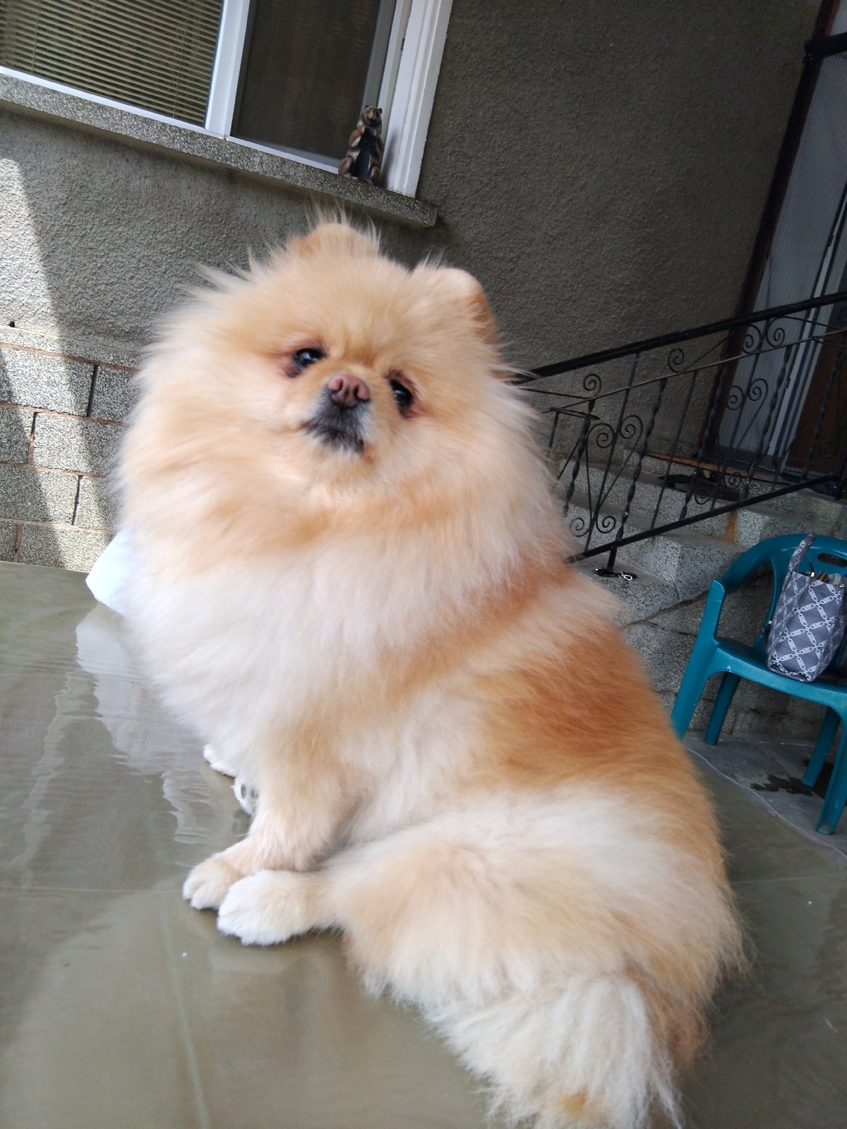 Dogs spotted in residential areas of Apriltsi, Bulgaria