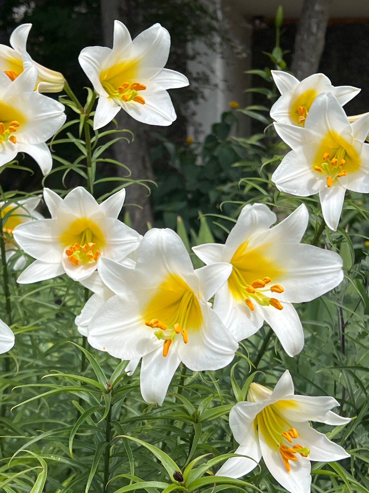 Summer morning in Chaikovsky: flowers, daisies, and fresh syrniki