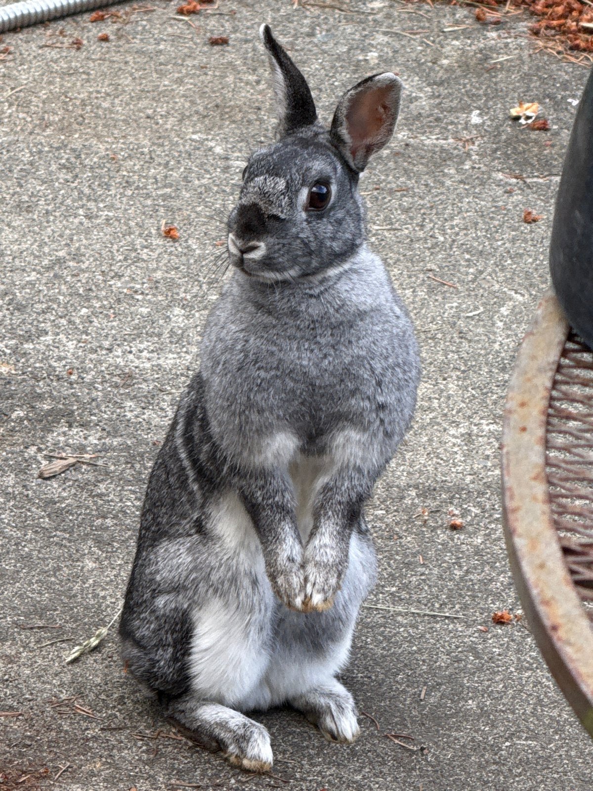 Grey rabbit stands upright on concrete, ears up, paws clasped