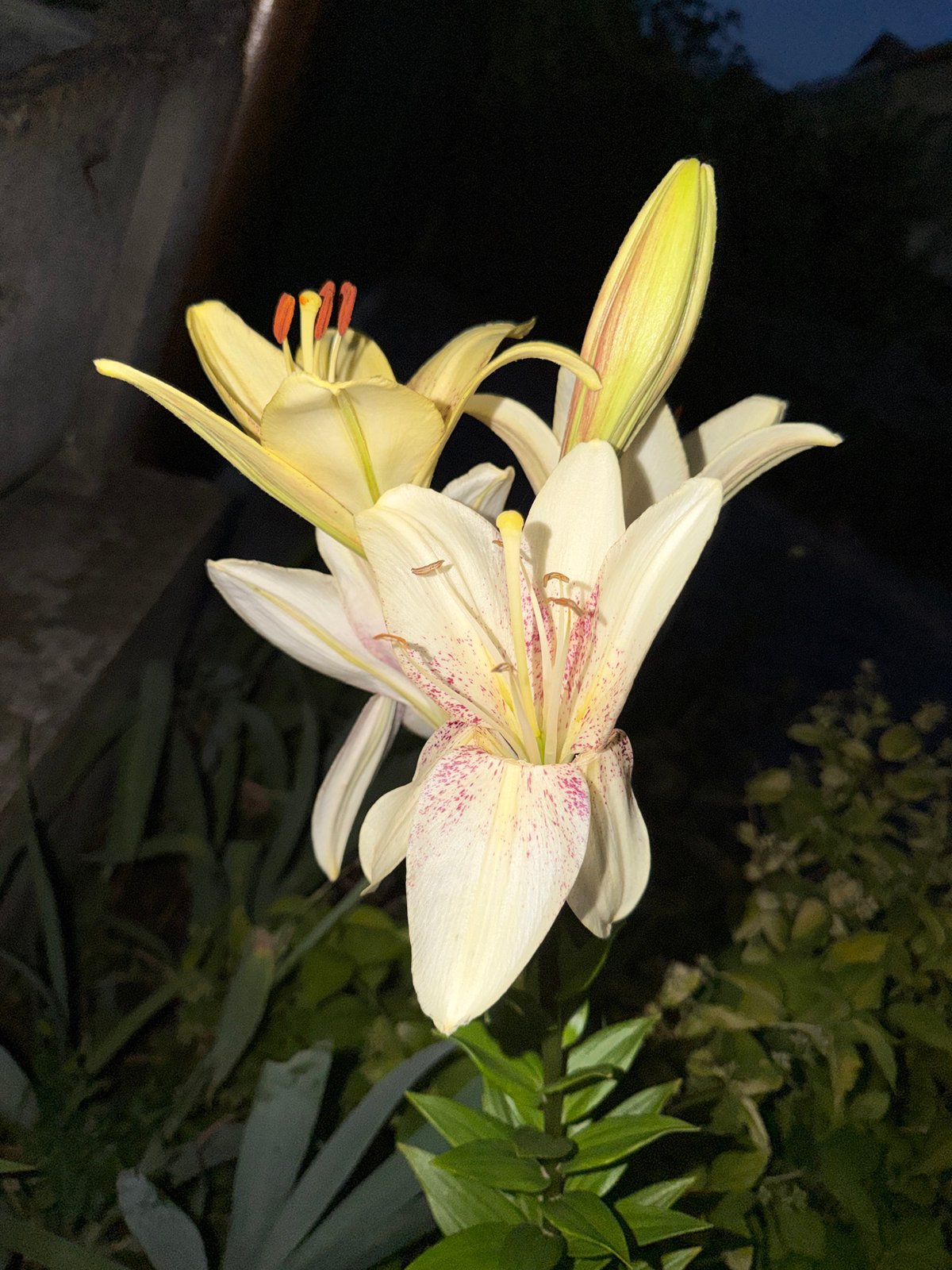 Close-up night shots of lilies and a red rose in bloom