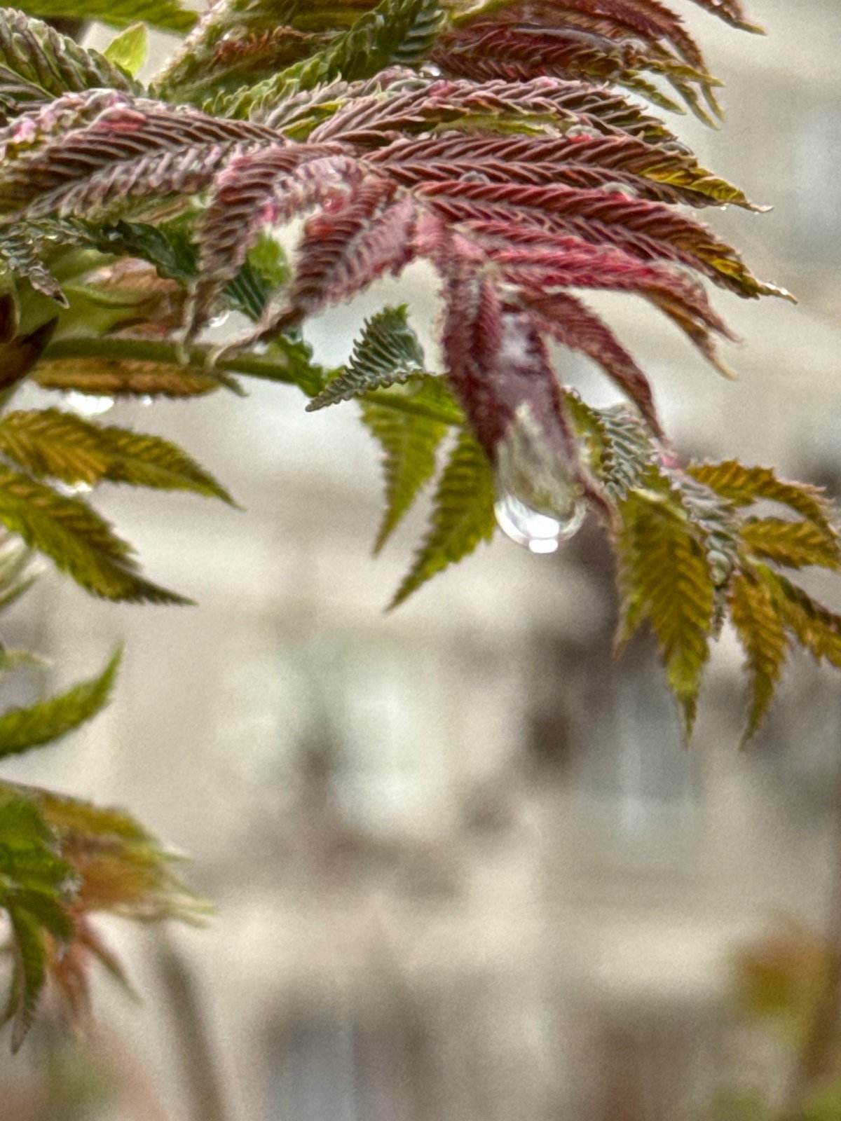 Spring day documented in Dmitrov: plants, commuter, rainy streets