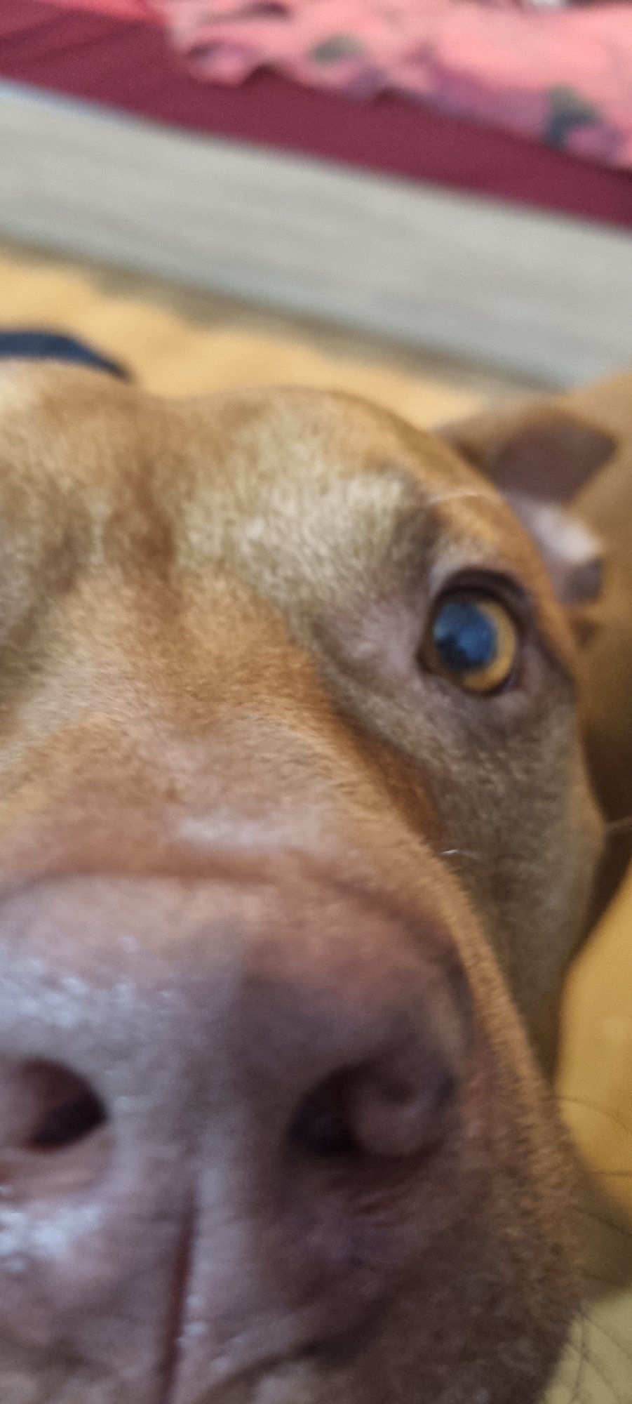 Brown pit bull dog photographed resting indoors over hour period