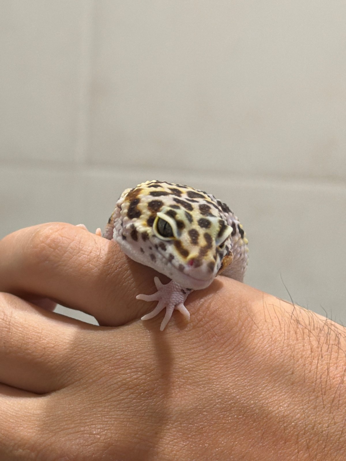 Man documents pet leopard gecko in Izhevsk photo session