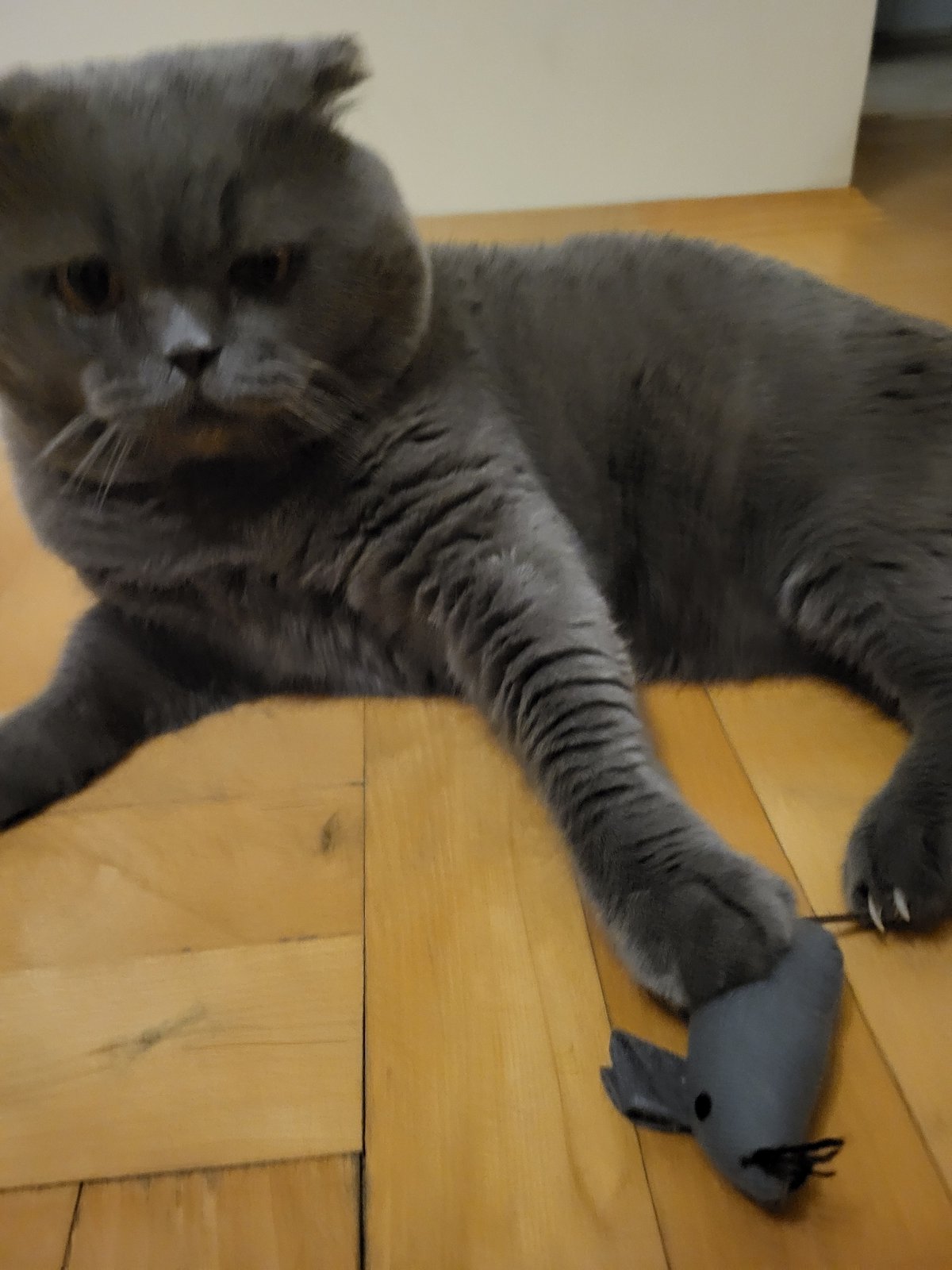 Grey cat plays indoors while nighttime street scenes captured outside