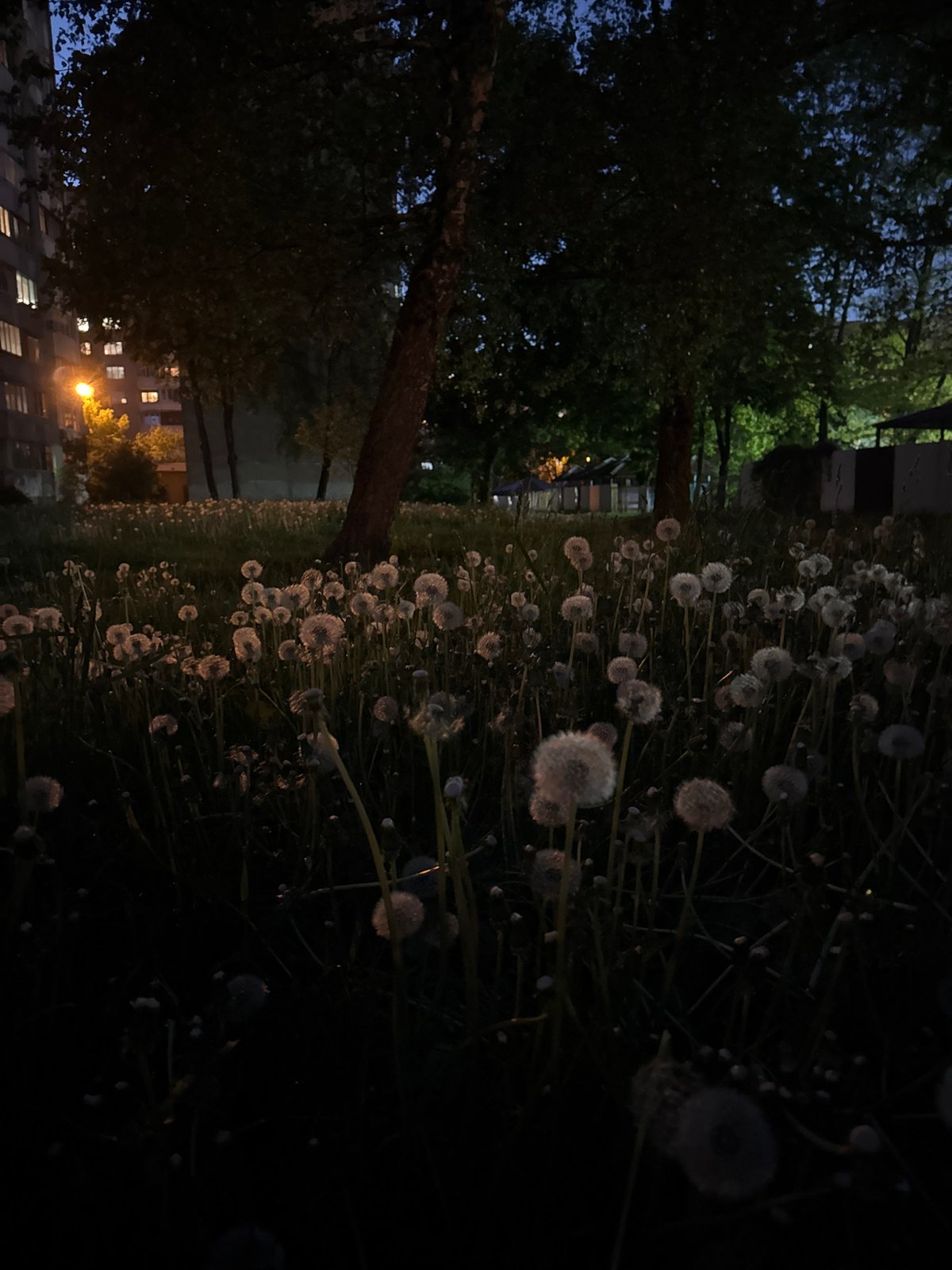 Evening scenes captured in Minsk: dandelions, woman, crescent moon