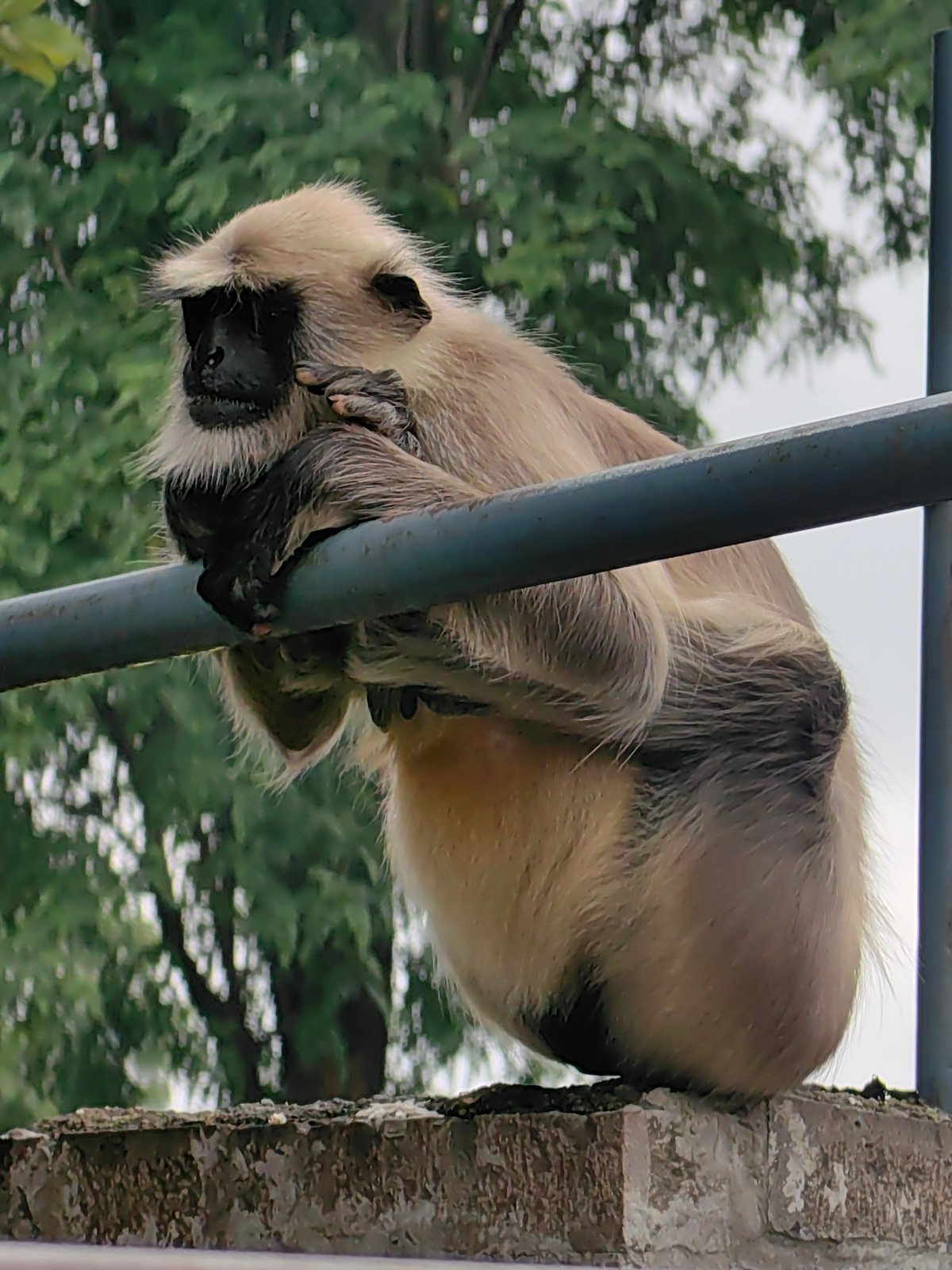 Langurs and visitors share a quiet moment at Ellora caves