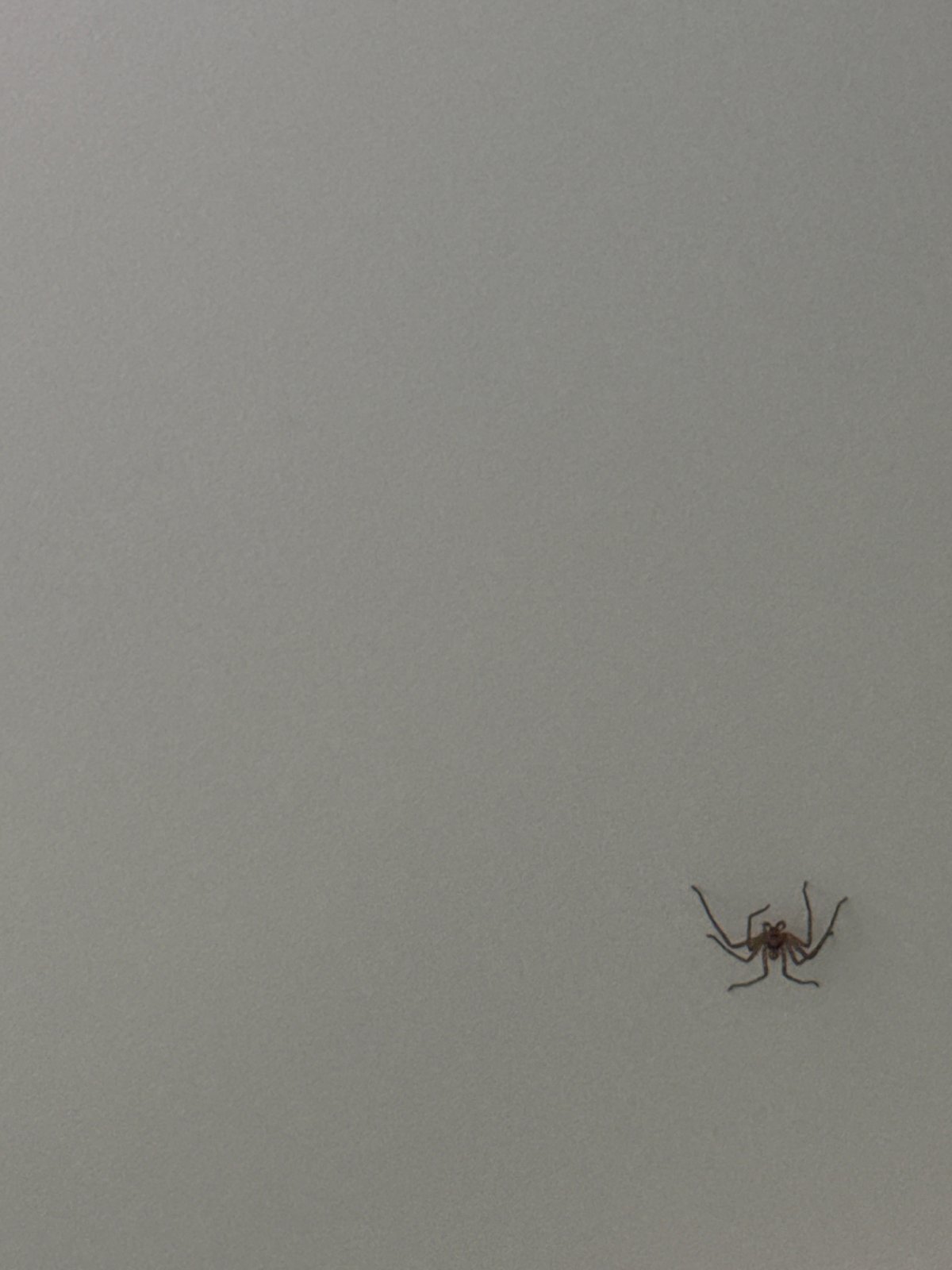 Quiet domestic moments: sleeping cat and spider observed Thailand