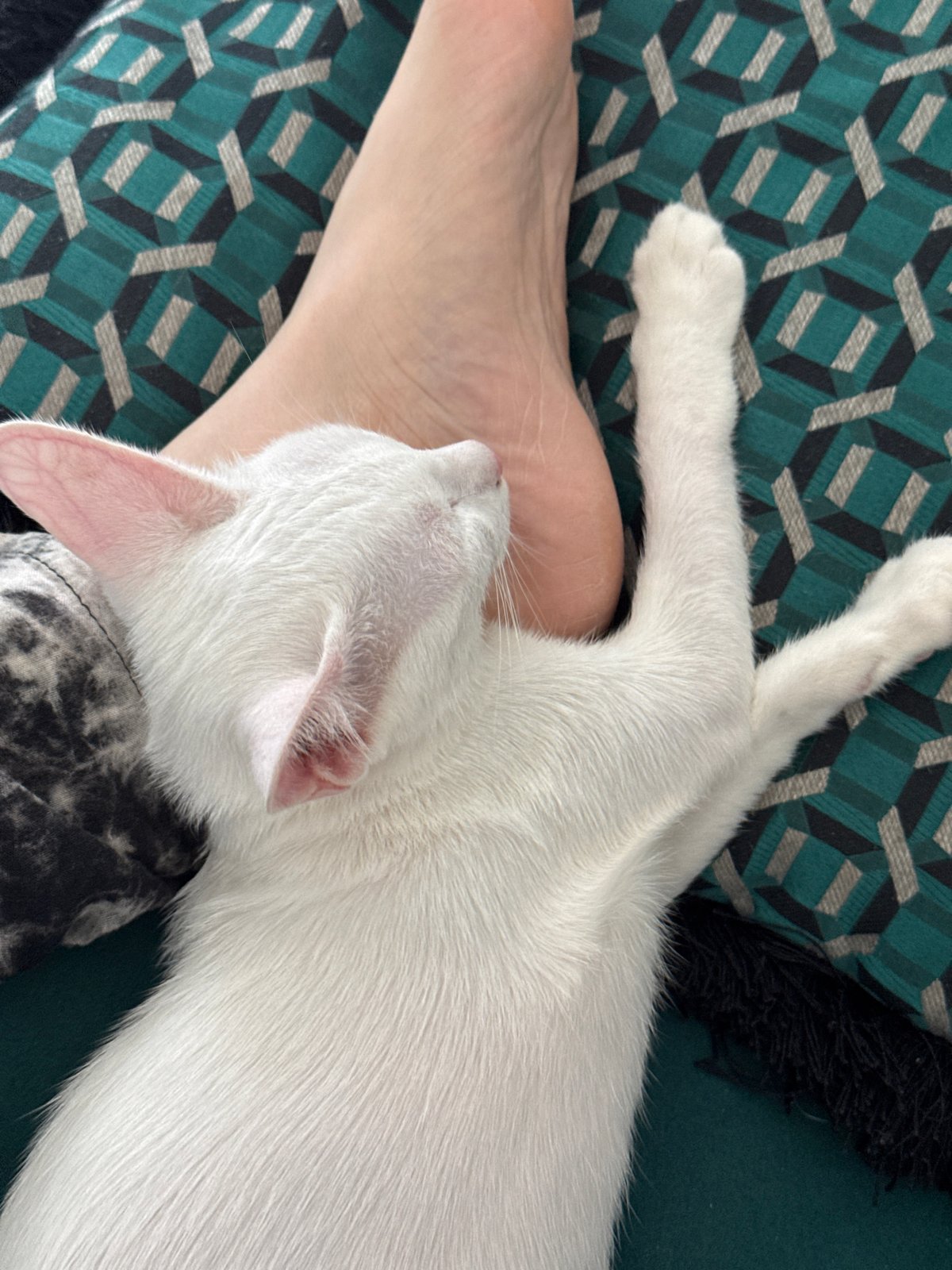 White cat napping on a cushion in Bang Rak Yai