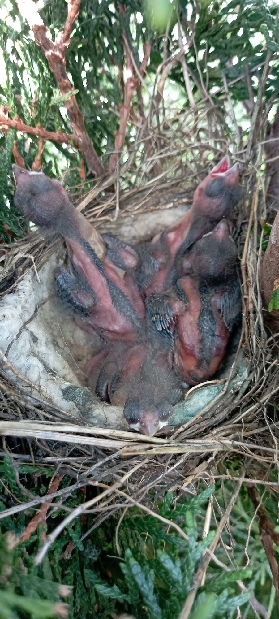 Butterflies, blooms, and a bird's nest in Radisne