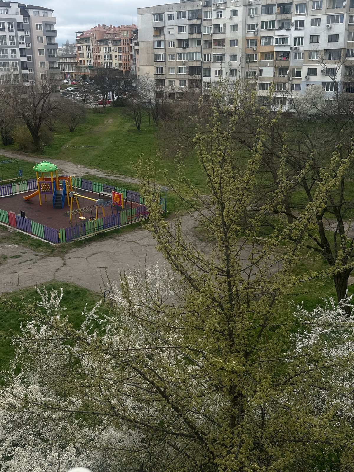 Sofia resident documents pets, overcast cityscape during afternoon