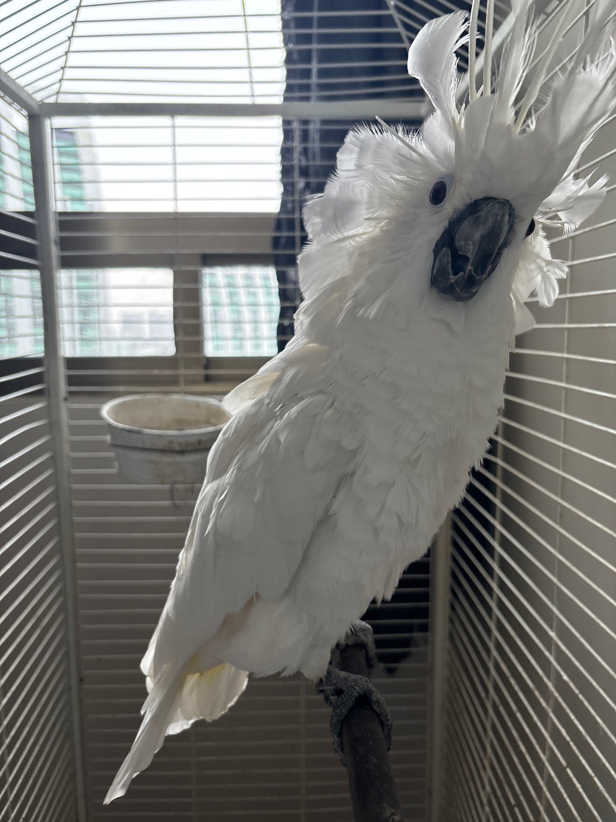 Caged cockatoo and flowering orchids spotted in Mexico City suburb