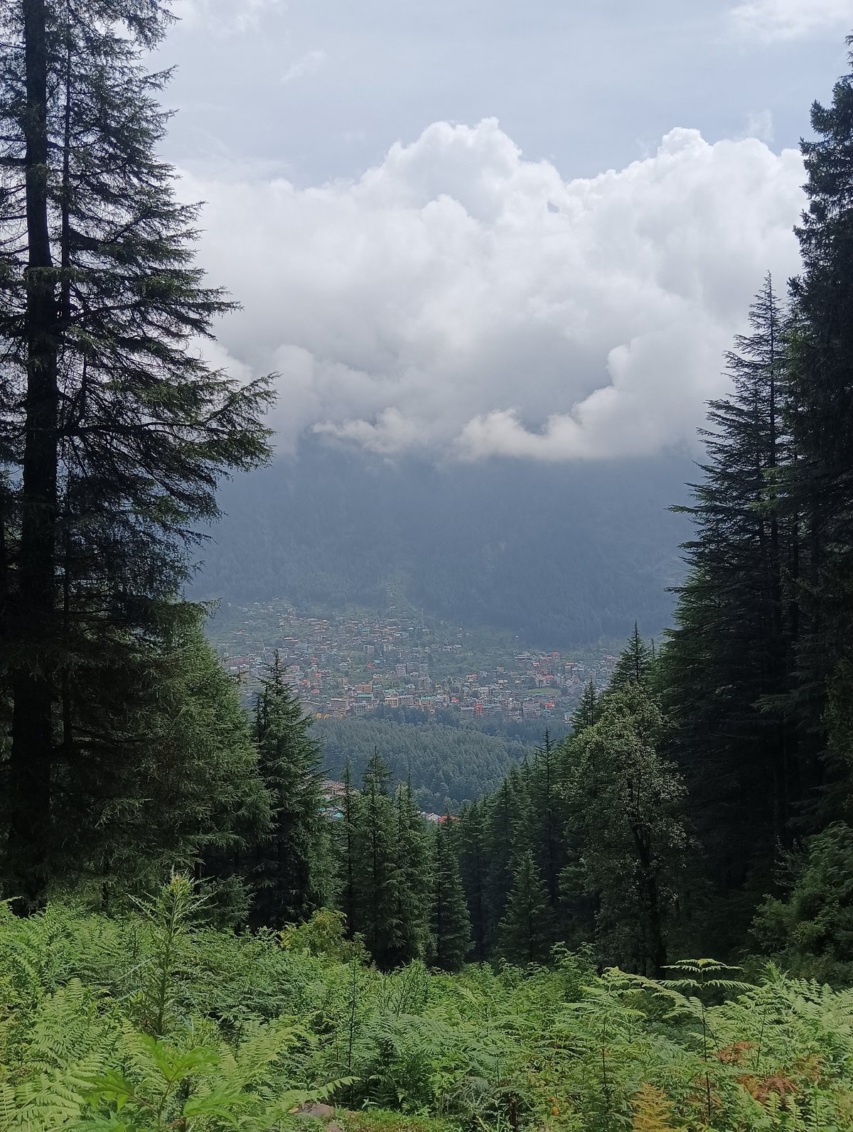 Forest trail walk above Chhyal valley, Himachal Pradesh