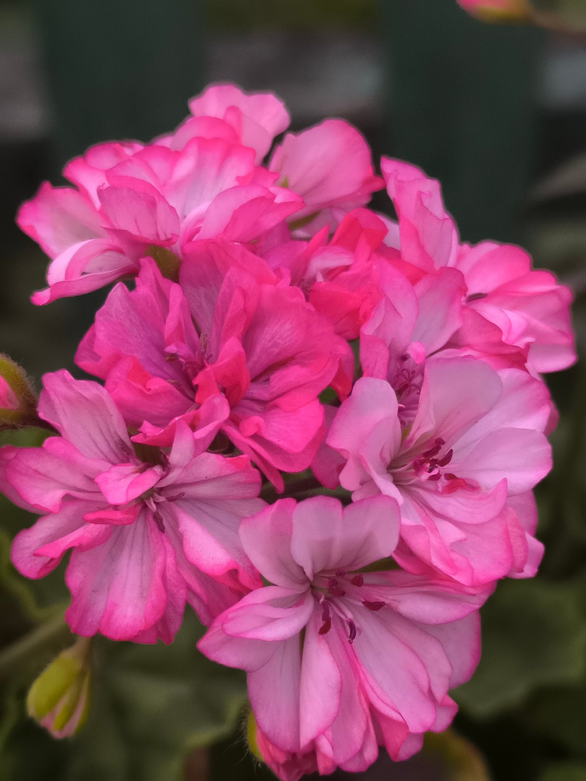 A Moldovan yard in summer: garden plants, chickens, and everyday life