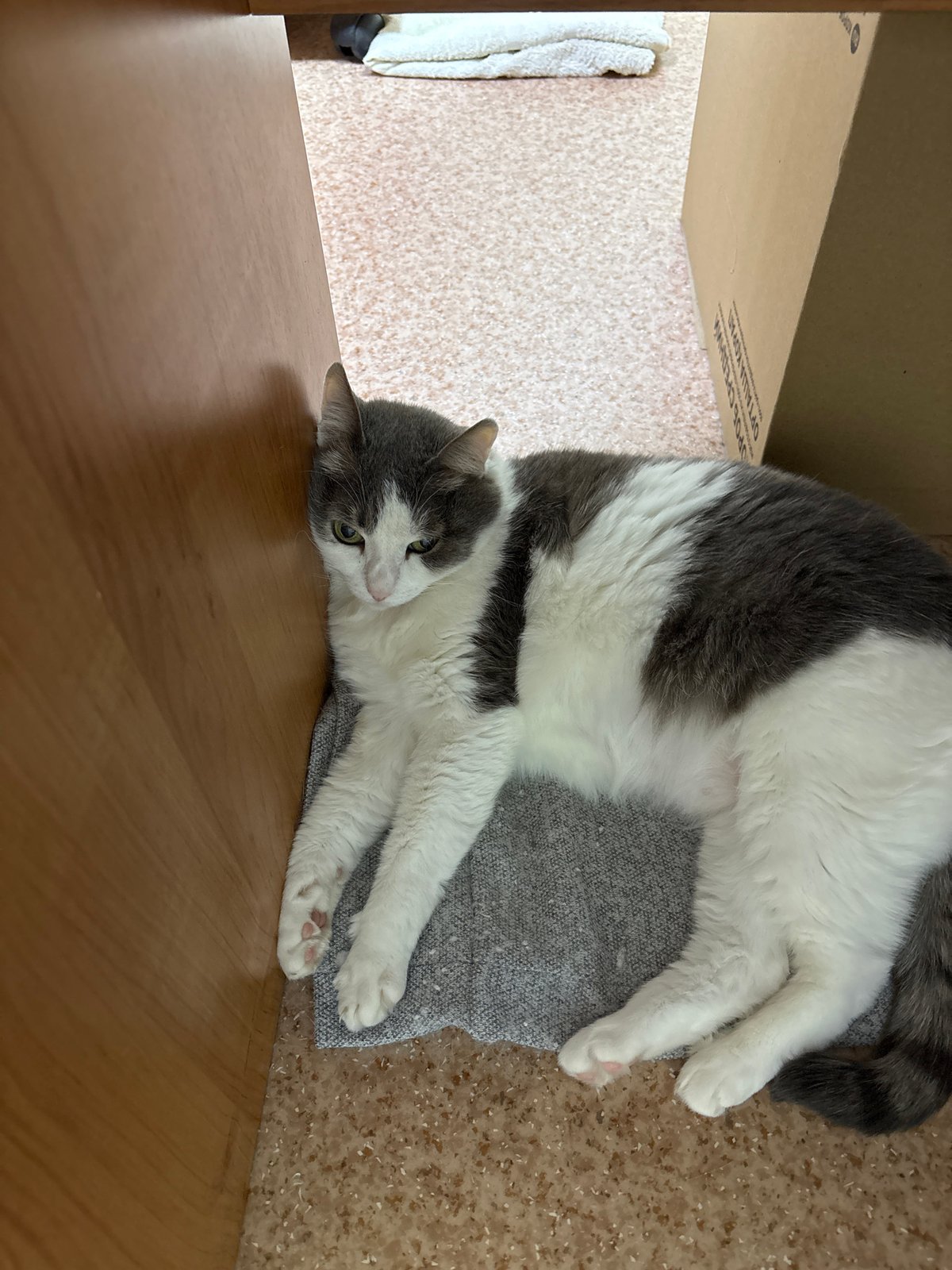Cat napping on the floor, office selfie — Ust-Ilimsk