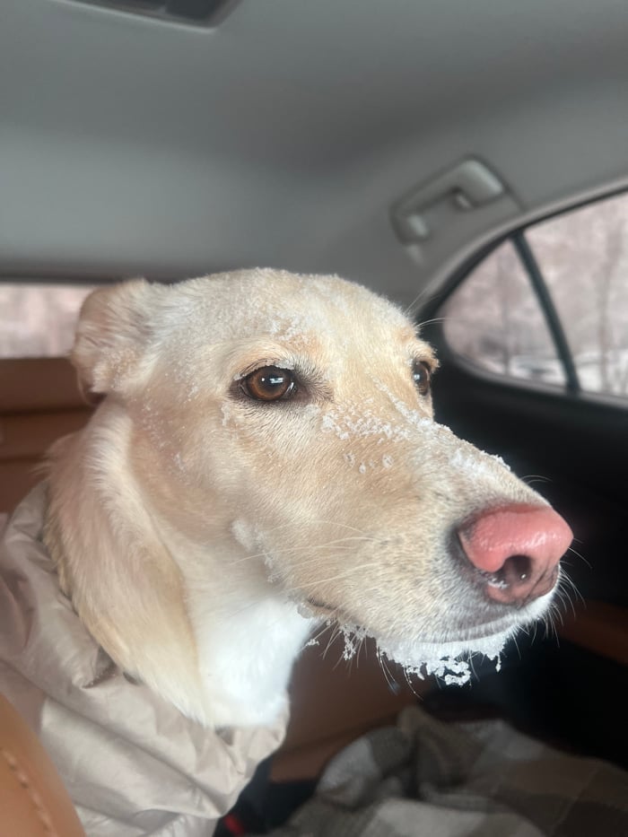 Yellow Labrador photographed in vehicle in Krasnoyarsk, Russia