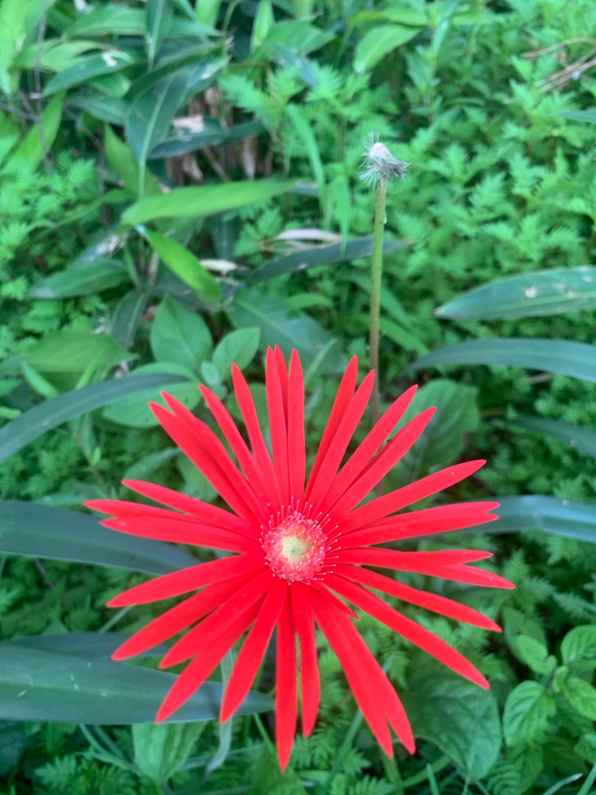 Close-up garden flowers in bloom, Jos, Nigeria