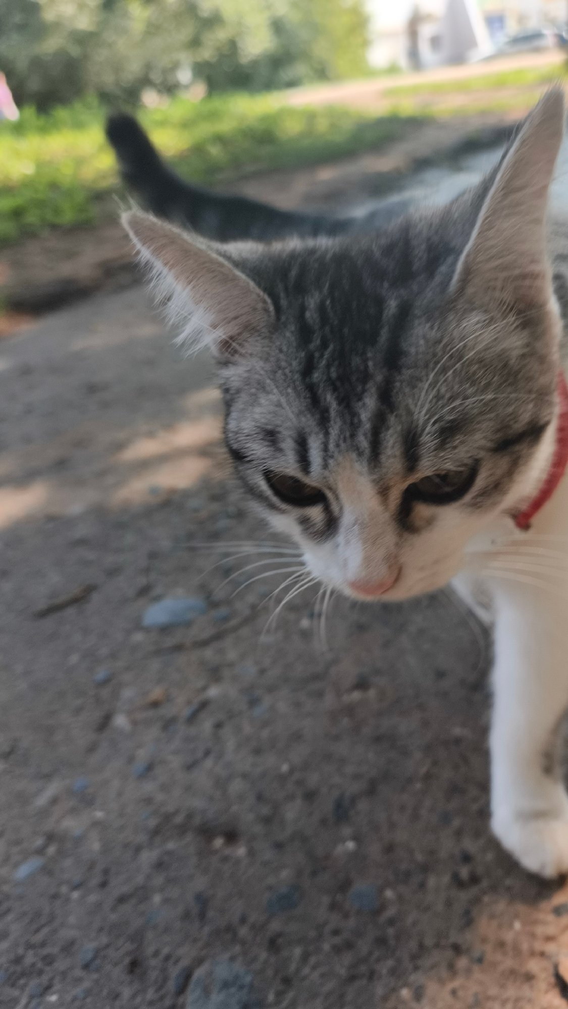 Tabby cat strolls a dirt path in a leafy outdoor setting