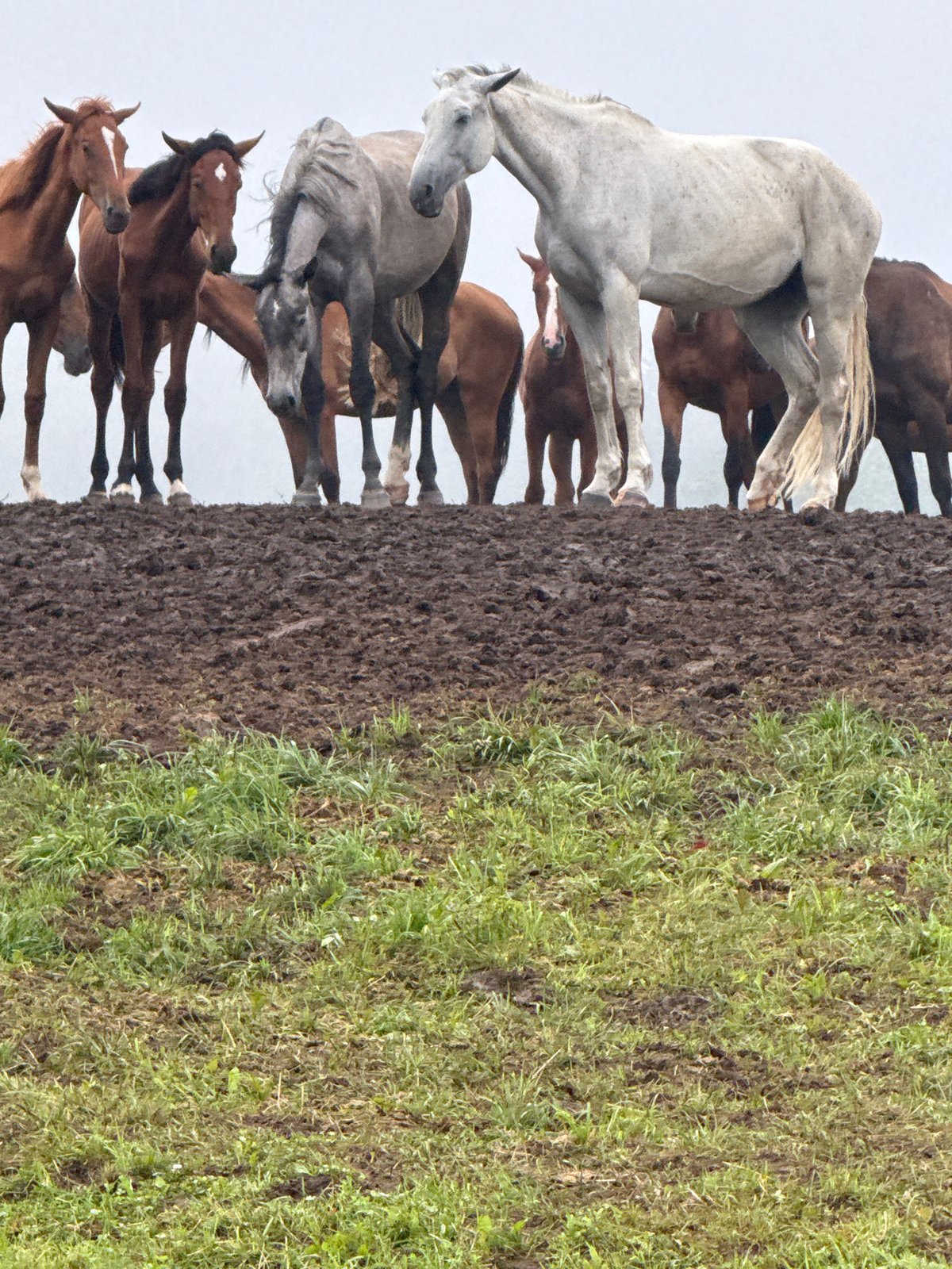Horses on a muddy embankment in Galinė, Lithuania