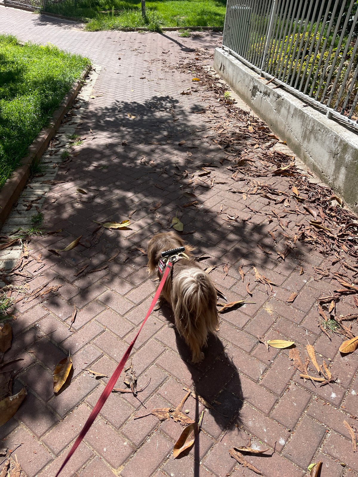 Dog walk and garden flora in Netanya on a July morning