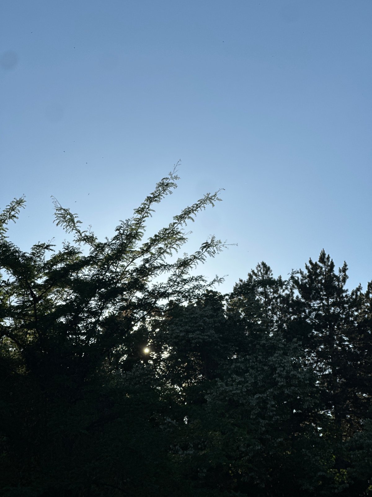 Clear skies observed through trees in Lovech, Bulgaria