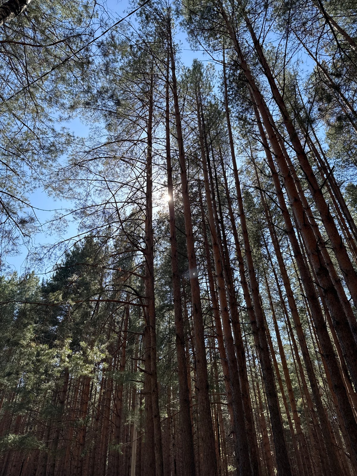 Morning outing with pets documented in Chaikovsky forest