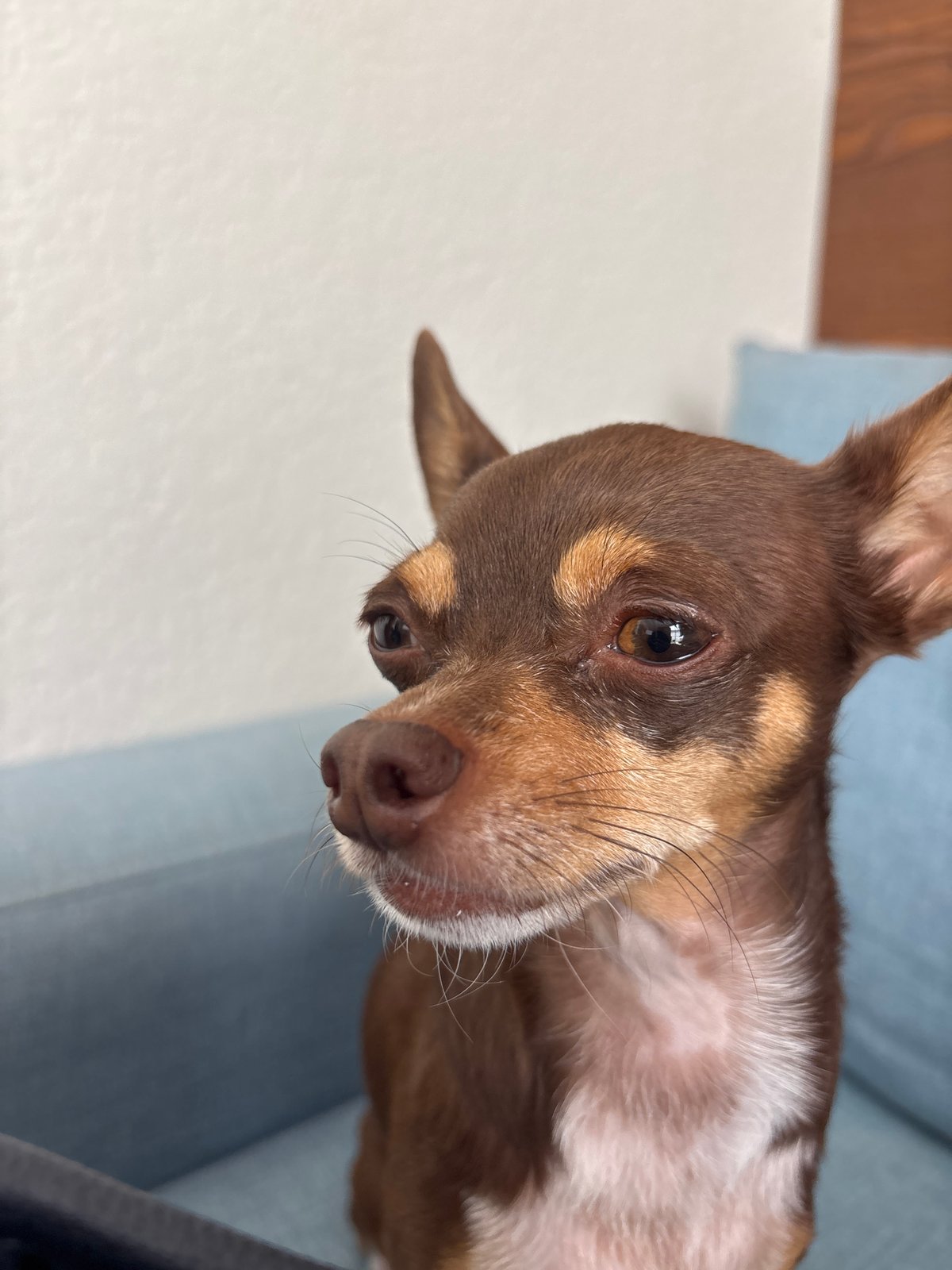Chihuahua photographed in close-up view in Puebla, Mexico