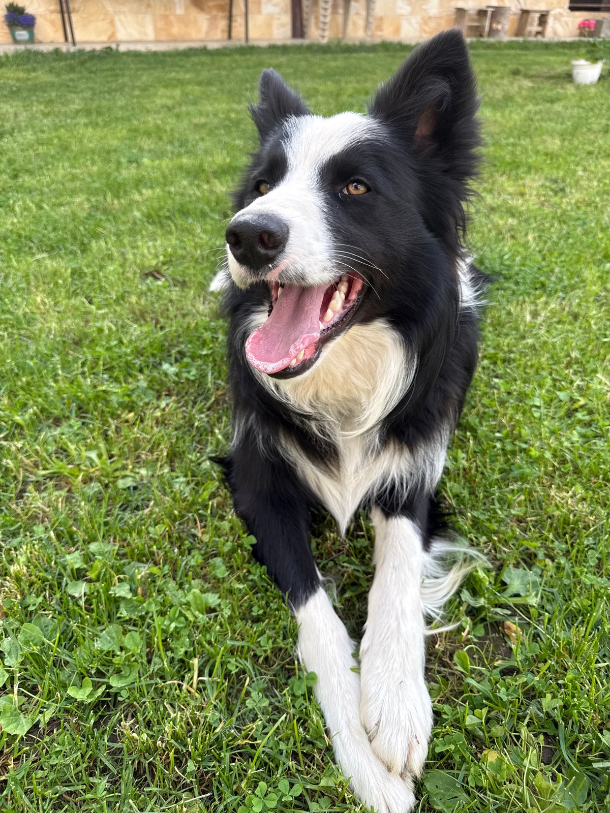 Border Collie and Cat Share Quiet Moment in Bulgarian Yard