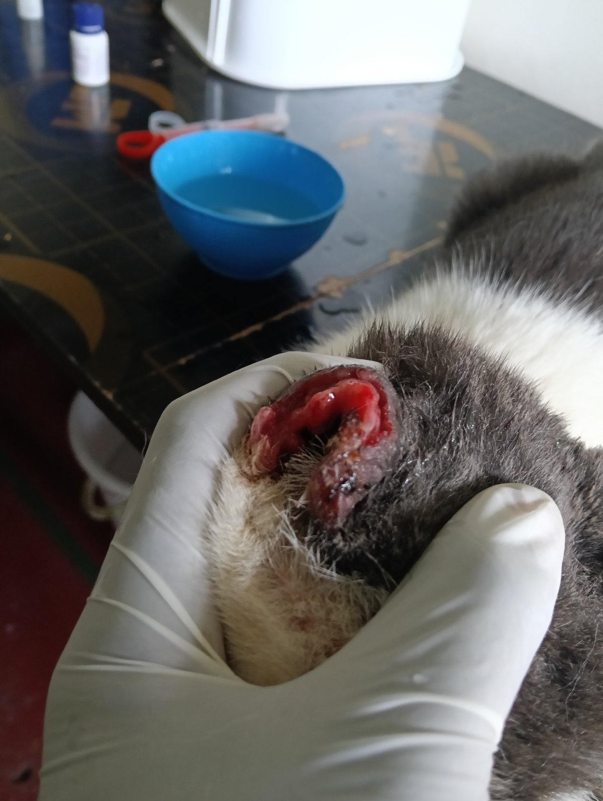 Injured cat receives veterinary care at Nairobi animal facility