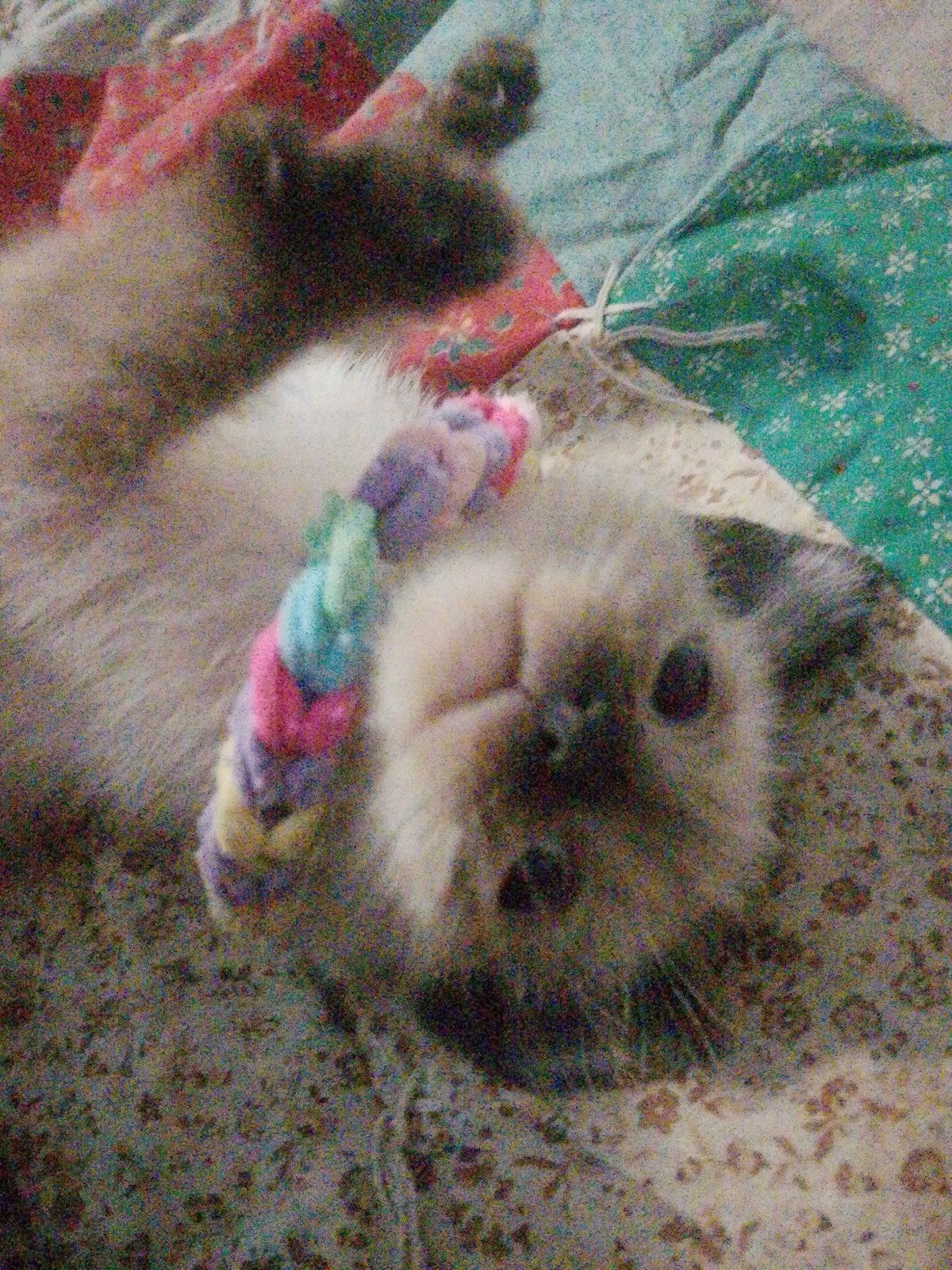 Cats with handmade collars relaxing at a Ukrainian home