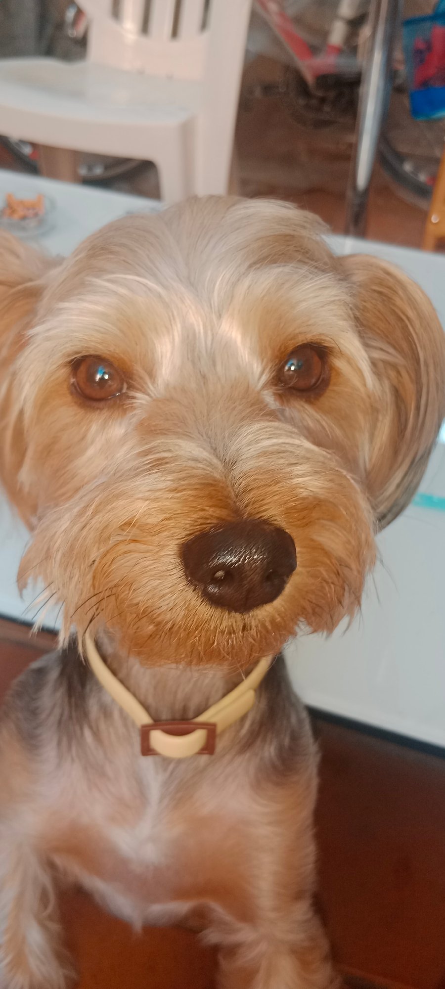 Yorkshire Terrier's afternoon in Galapagar, one treat away from bliss