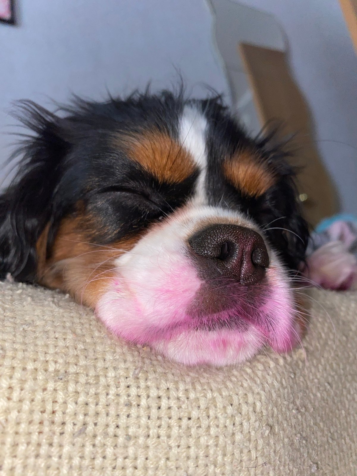 Sleeping Cavalier King Charles Spaniel puppy photographed in Votkinsk