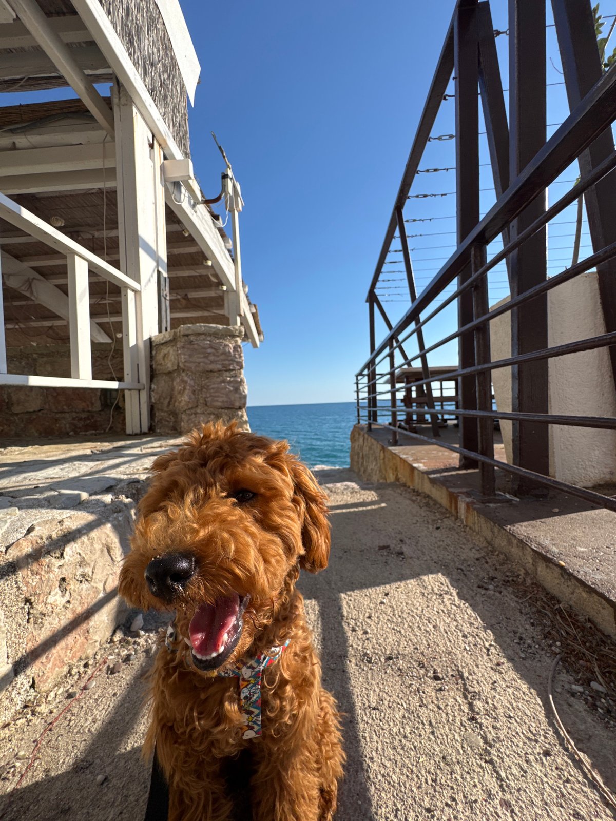 Dog owner enjoys beach day with golden doodle in Montenegro
