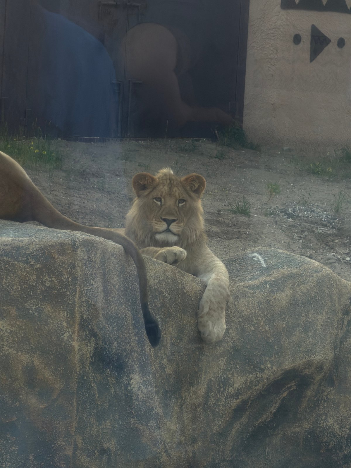 Zoo animals and evening strolls at a Perm park