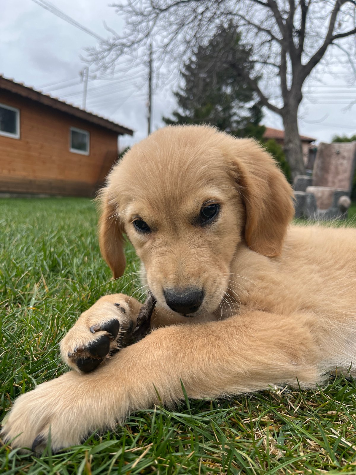 Golden retriever puppy plays with stick in Bulgarian yard